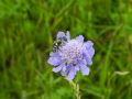 Coelioxys sp.